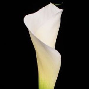 Meet your Posher, Ststacey